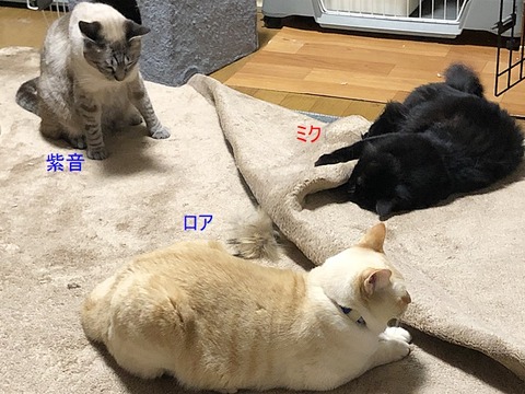 3人さん