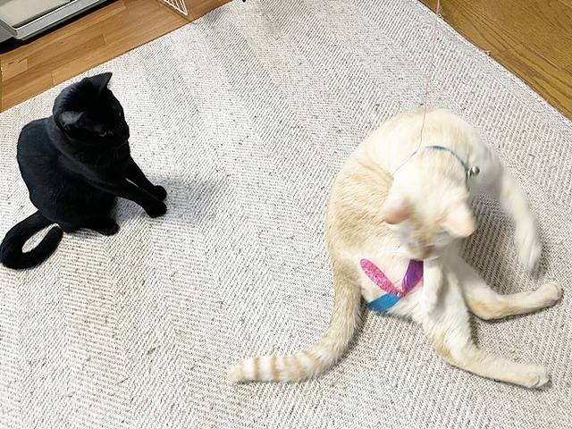 ロア
