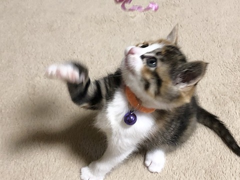 あられ