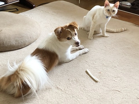 クゥとロア