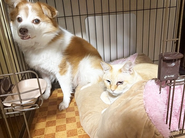 クゥとロア