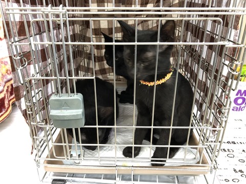 黒猫