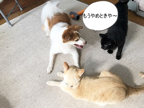 ミク