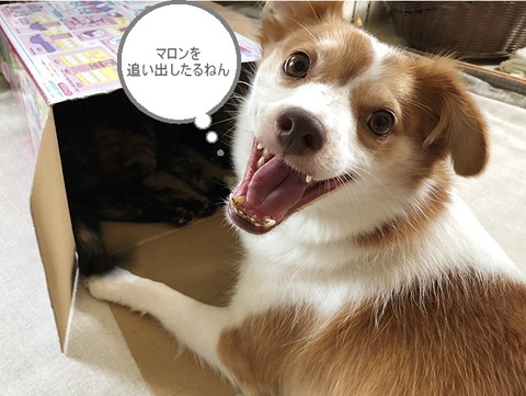 クゥ追い出したる