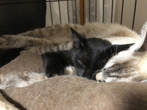 黒龍と紫音