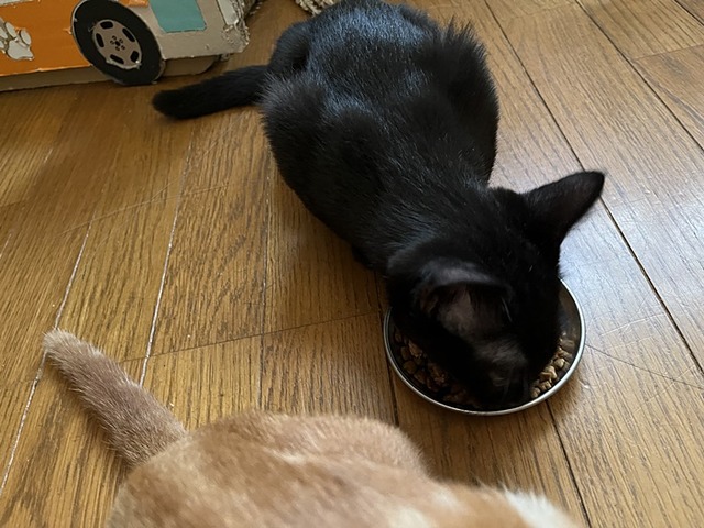 トライ