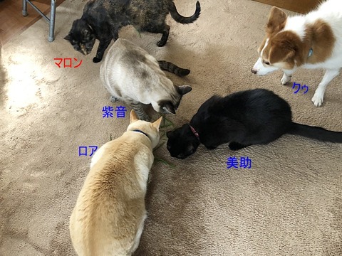 猫草IMG_7700