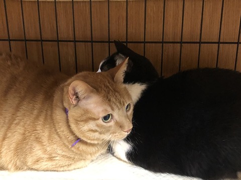 チャオ君