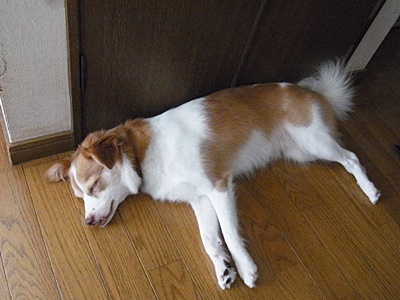 pageクゥ