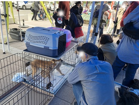 犬