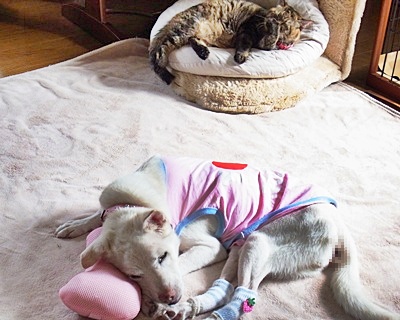 ofutari_20141010152815810.jpg