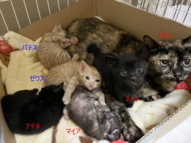サビィ親子