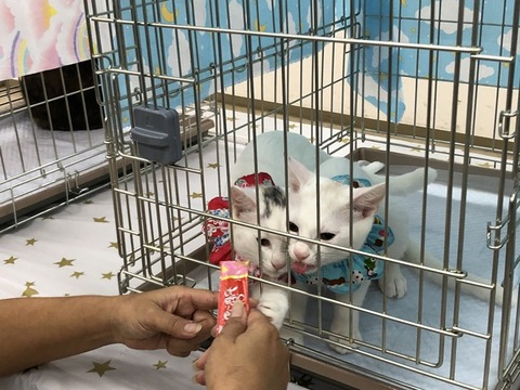 子猫