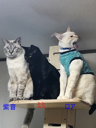 3人さん