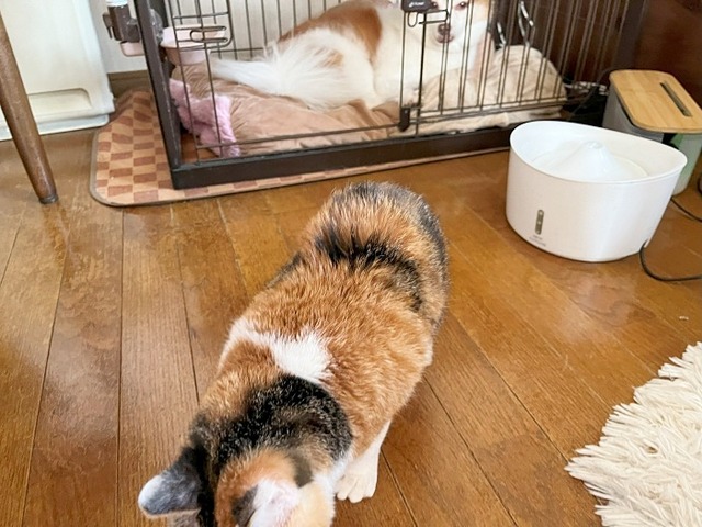 急げ～