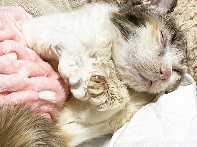 アップ