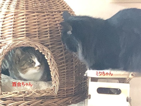 女子