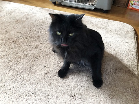 ミク