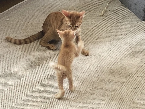 木の葉と和楽