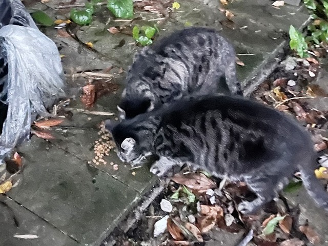 キキララ