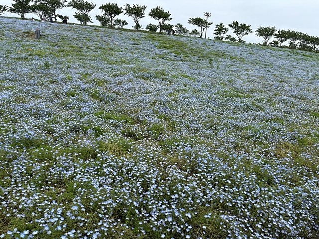 綺麗