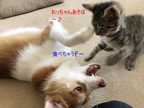 ちゃ茶トクゥ