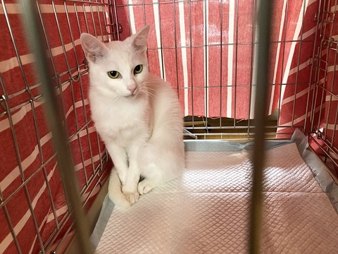 雪美