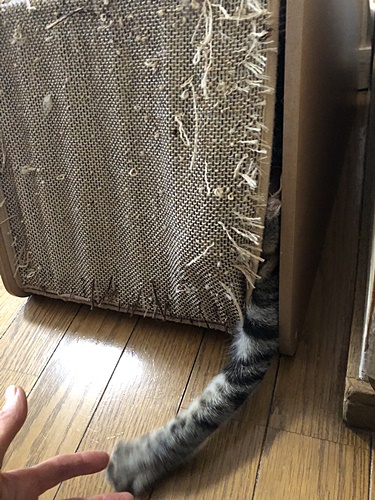 茶々1