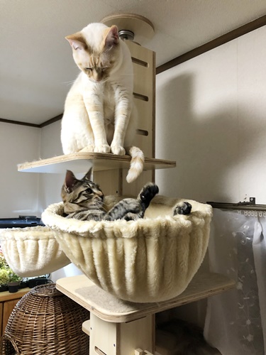 ロアと茶々