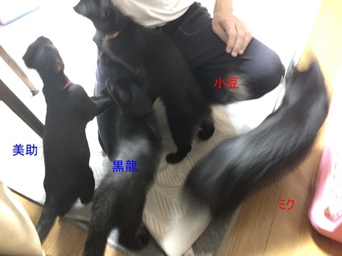 黒4