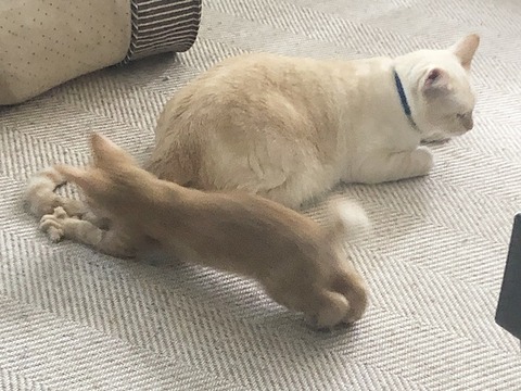 ロアと和楽
