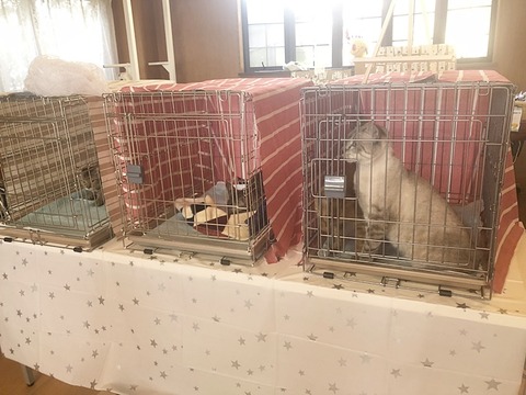 猫達