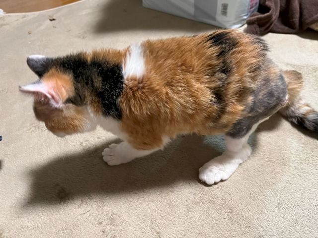 立つ!