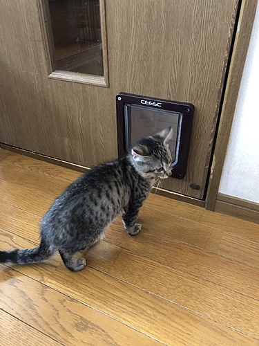 ドア完成!