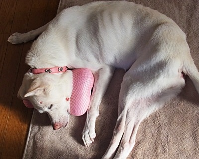 yuki_20140917082619c70.jpg