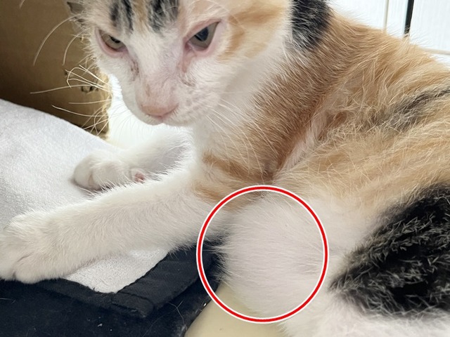 出べそ