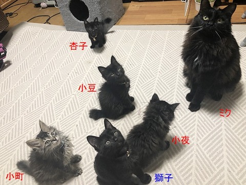 子猫