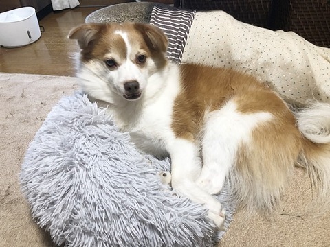 クゥ