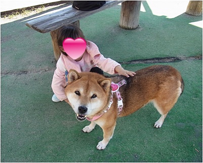 page柴犬