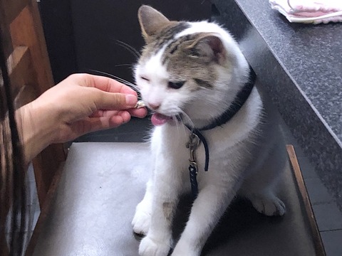 煮干し