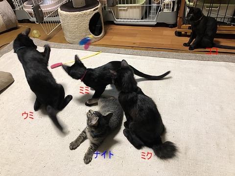 お子達