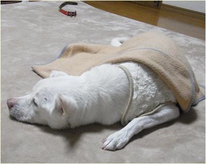 pageyuki_201311141335047aa.jpg
