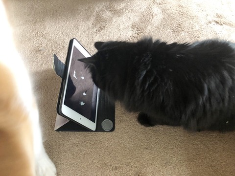 ミク
