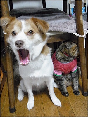 pageあくび