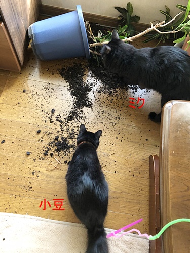 植木