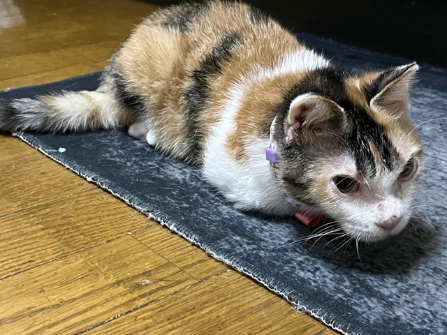 みふ１