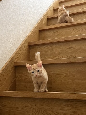 パリス
