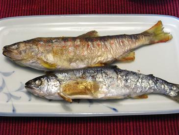 RIMG2231amago.jpg