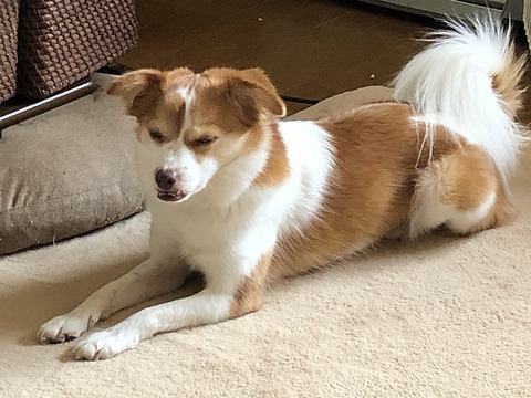クゥ