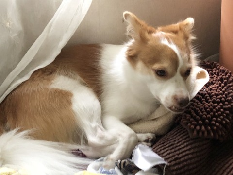 クゥ